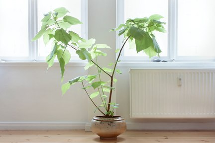 Praxis Lamberz Baum Praxis Lamberz Baum
